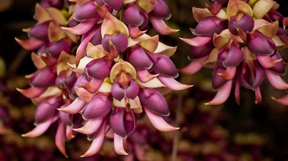 kapikacchu mucuna pruriens café beirão