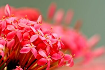 Rasa no Ayurveda: o que são os 6 sabores e qual sua importância?