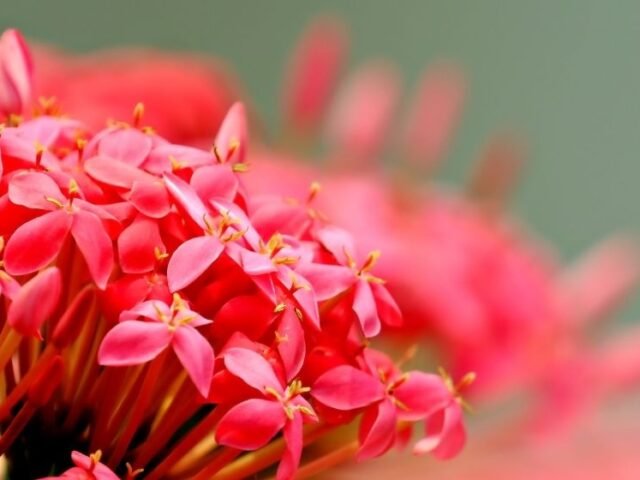 ashoka (sacara asoca)