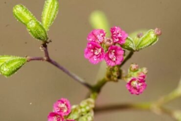 Yoni vyapad: as doenças ginecológicas no Ayurveda