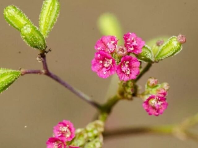 punarnava (boerhavia diffusa) erva-tostão