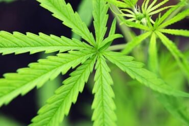 O livro de Rusā: a vaidya ocultada pela história