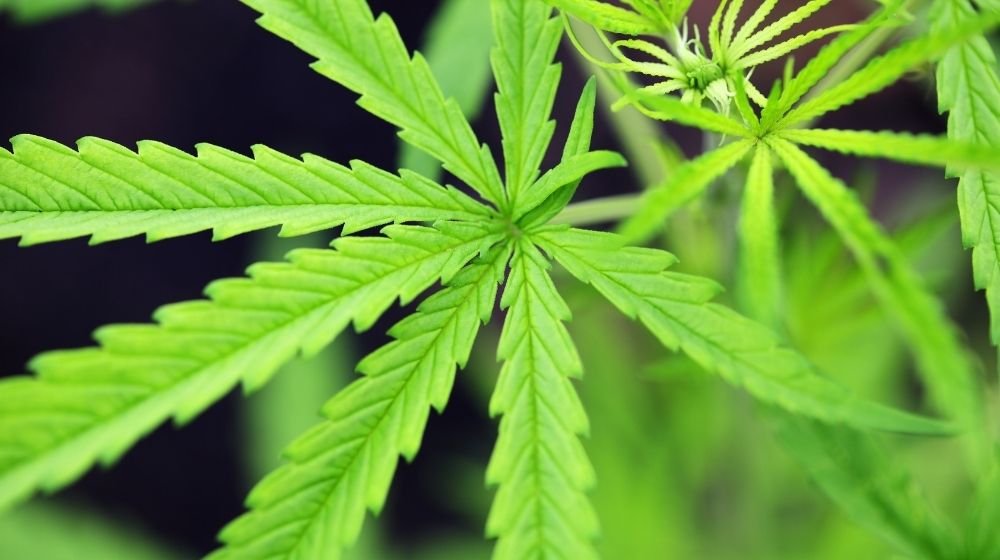 vijaya cannabis sativa