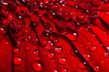 Dais: o elo perdido entre as mulheres e o Ayurveda