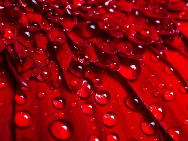 artavachakra ciclo menstrual ayurveda