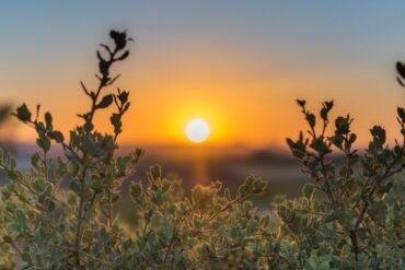 Raktapitta: entenda a hemofilia na visão do Ayurveda