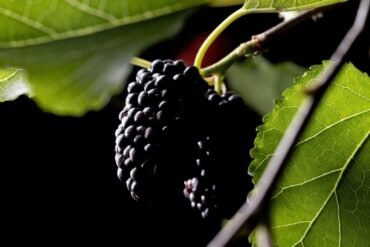 O que é panchakarma no Ayurveda?