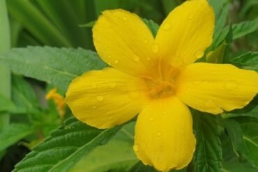 O que é panchakarma no Ayurveda?