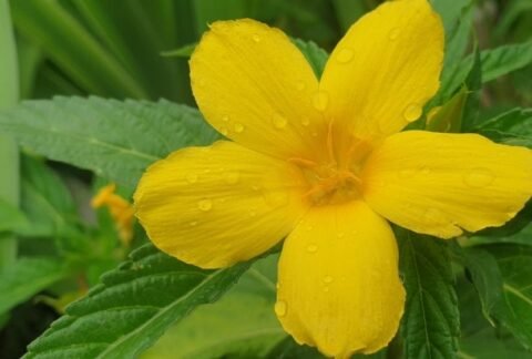 damiana (turnera diffusa)
