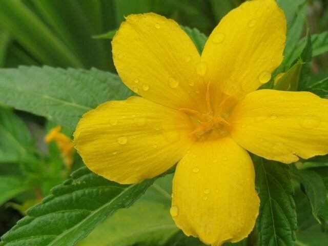 damiana (turnera diffusa)