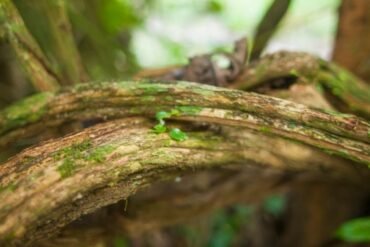 Amora miura para menopausa: tudo o que você precisa saber