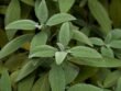 salvia officinalis