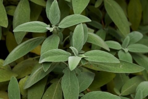 salvia officinalis