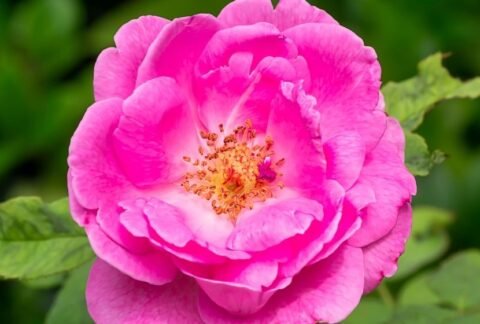 rosa damascena