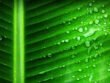 corrimento verde com cheiro