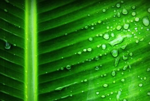 corrimento verde com cheiro